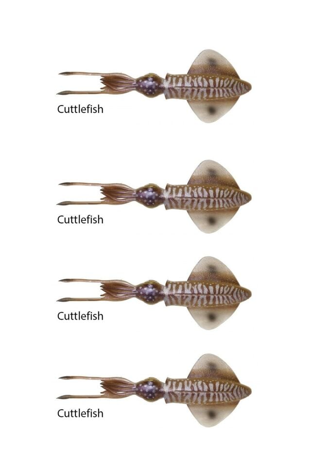 Savage Gear Swim Squid 9.5 Cm 5 Gr Suni Yem Cuttlefish